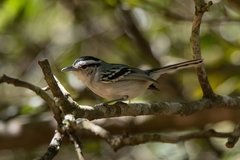 Herpsilochmus atricapillus