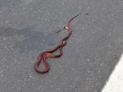 Oxyrhopus melanogenys