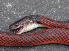 Oxyrhopus melanogenys