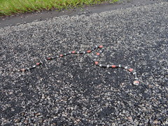 Micrurus lemniscatus