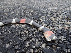 Micrurus lemniscatus