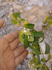 Morinda royoc