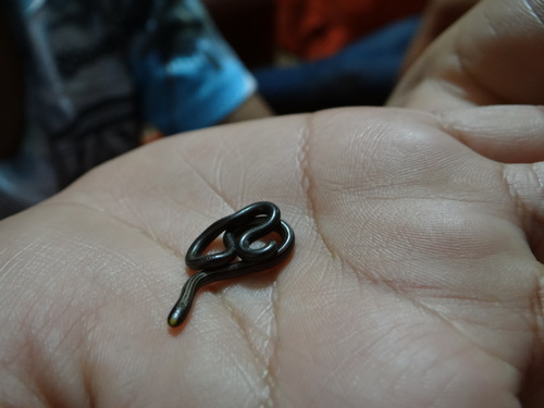 culebra ciega del baritú