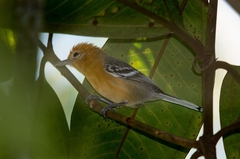 Herpsilochmus longirostris