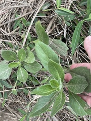 Gynura divaricata