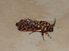 Pararguda diamphidia