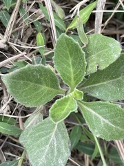 Gynura divaricata
