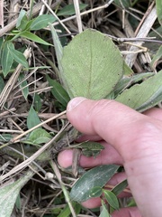 Gynura divaricata