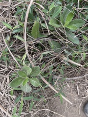 Gynura divaricata