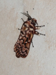 Pararguda diamphidia