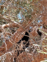 Quiscalus mexicanus