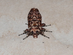 Pararguda diamphidia