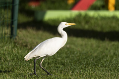 Bubulcus ibis