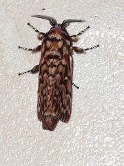 Pararguda diamphidia