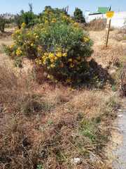 Barkleyanthus salicifolius