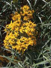 Barkleyanthus salicifolius
