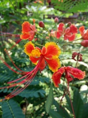Caesalpinia pulcherrima
