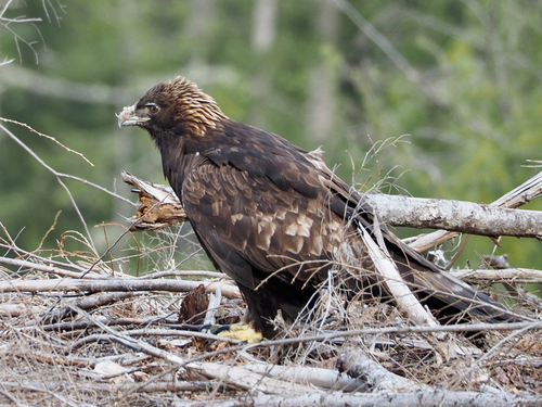 Foto de Golden Eagle