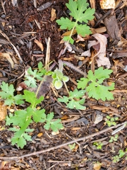 Stylophorum diphyllum