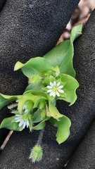 Stellaria media