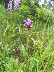 Prunella grandiflora