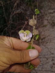 Condylostylis candida