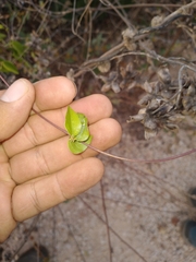 Condylostylis candida