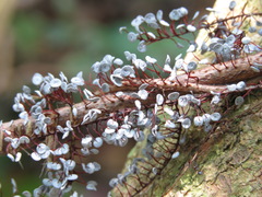 Physarum pezizoideum