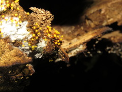 Physarella oblonga