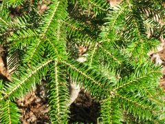 Abies balsamea image