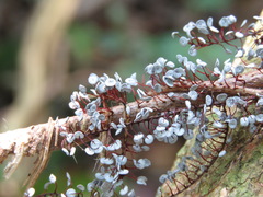 Physarum pezizoideum