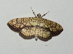 Haritalodes obliqualis