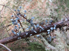 Physarum pezizoideum