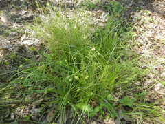 Carex texensis