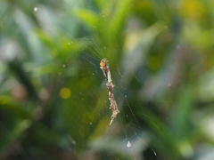 Cyclosa confusa