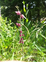 Epipactis atrorubens