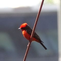 Pyrocephalus rubinus