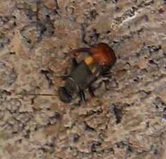 Marava arachidis