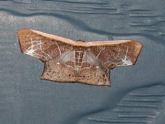 Tessarotis rubrata