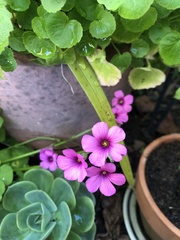 Oxalis articulata