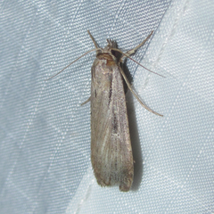 Tathorhynchus exsiccata