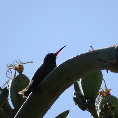 Cynanthus latirostris
