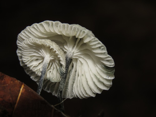 Black-stalked Marasmius