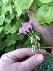 Oxalis articulata