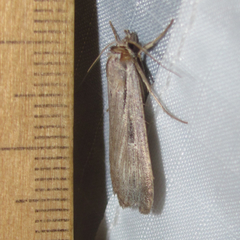 Tathorhynchus exsiccata