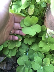 Oxalis articulata