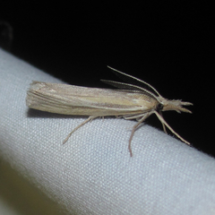 Thaumatopsis pexellus