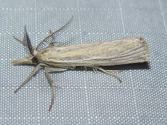 Thaumatopsis pexellus