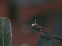 Macronemus filicornis