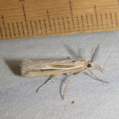 Thaumatopsis pexellus